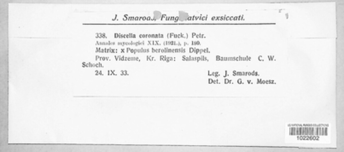 Phacostromella coronata image